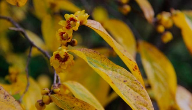 Цветок в желтых тонах