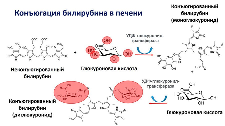blog-bilirubin-2